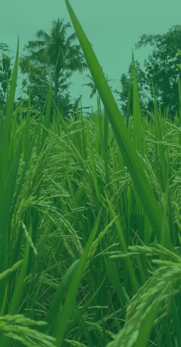 Core Commodities & Essentials