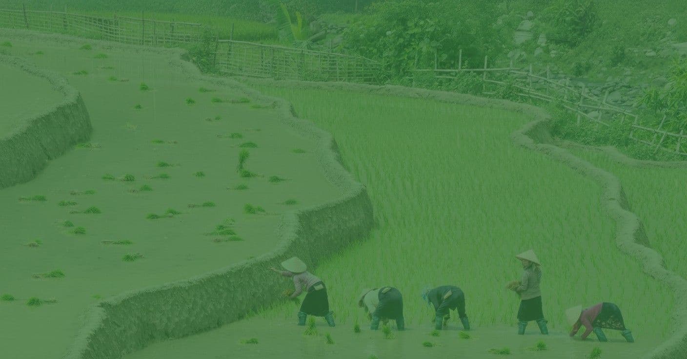 Rice terraces